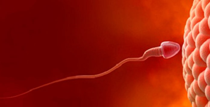 espermatozoide, ovulo, inseminacion, mama, embarazo