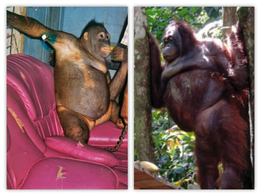 Indrayana / The Borneo Orangutan Survival Foundation